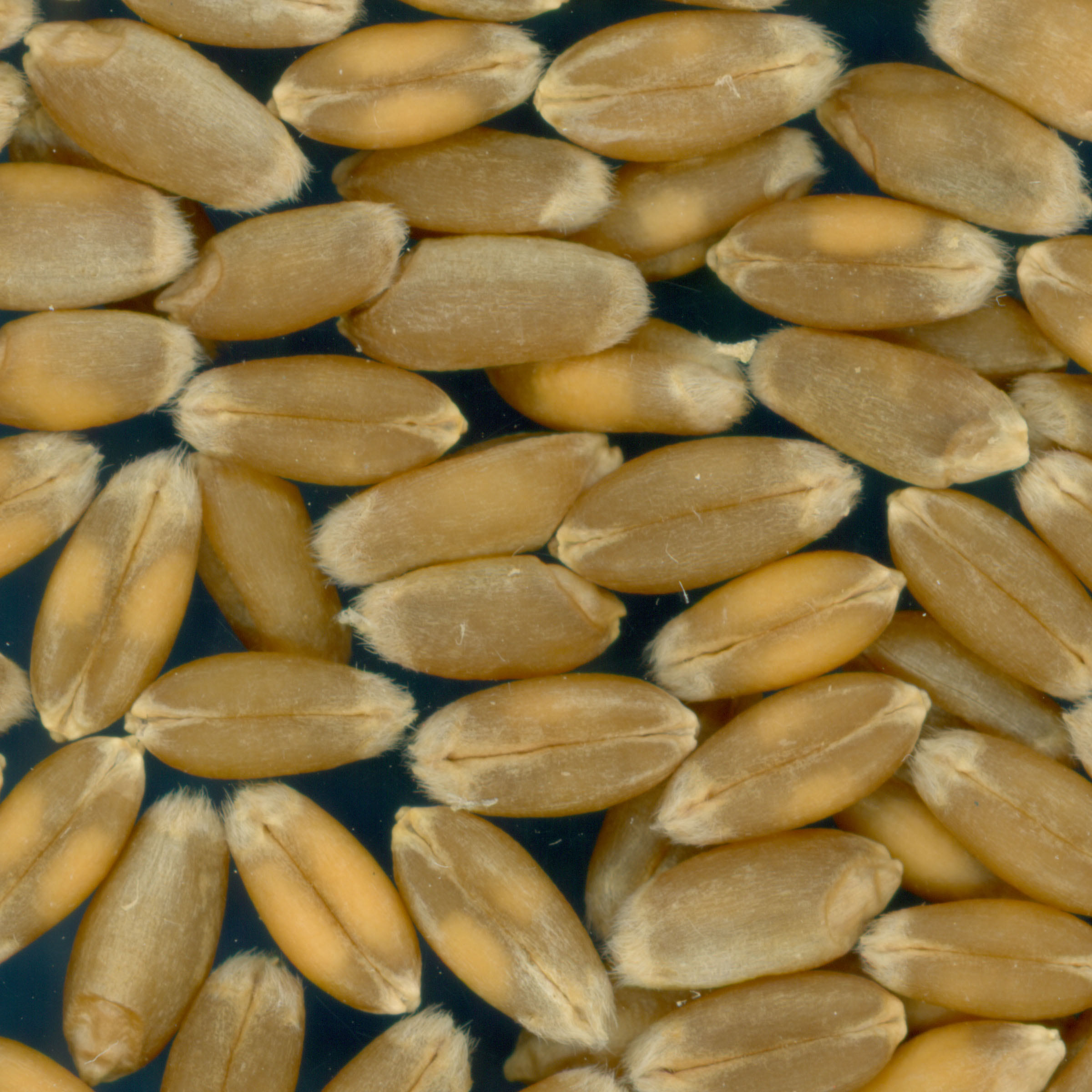 KERNELS